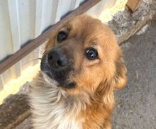 FOXY2, Hund, Mischlingshund in Rumänien