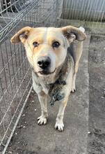 XANDER, Hund, Mischlingshund in Bulgarien