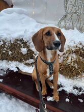 JILL, Hund, Mischlingshund in Rheinberg