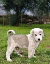 BENTLEY, Hund, Mischlingshund in Griechenland