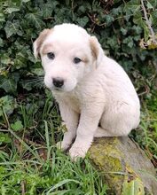 BILLY, Hund, Mischlingshund in Griechenland
