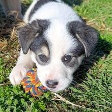 BOBO, Hund, Mischlingshund in Griechenland