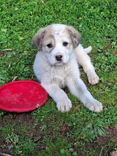 BRUNO, Hund, Mischlingshund in Griechenland