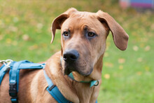 CADILLAC, Hund, Rhodesian Ridgeback-Deutsche Dogge-Mix in Lauf