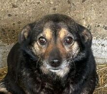 BERTHA, Hund, Mischlingshund in Rumänien
