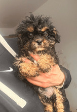 DOMINIK, Hund, Bichon à poil frisé-Mix in Rumänien