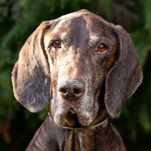 BIRKO, Hund, Deutsch Kurzhaar in Lauf