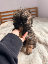 BELISAR, Hund, Bichon à poil frisé-Mix in Rumänien