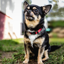 DOBBY, Hund, Chihuahua in Lauf
