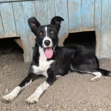 TALVI, Hund, Mischlingshund in Berlin