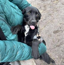 SUBI, Hund, Mischlingshund in Erlangen