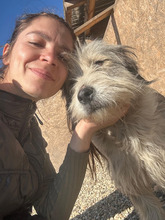 GRETEL, Hund, Mischlingshund in Rumänien