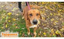 CSEPA, Hund, Mischlingshund in Ungarn