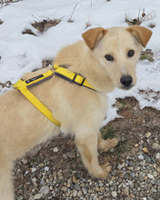 ZARIA, Hund, Mischlingshund in Kroatien