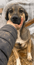 GALA, Hund, Mischlingshund in Rumänien