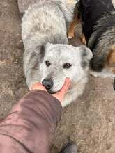 STRAWBERRY, Hund, Mischlingshund in Rumänien