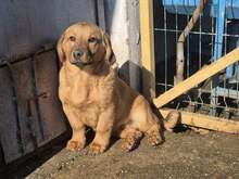 SNOOPY, Hund, Mischlingshund in Güglingen