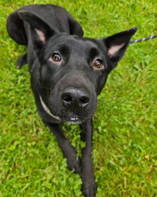 VENKA, Hund, Mischlingshund in Kroatien