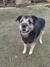 TEDDY, Hund, Mischlingshund in Rumänien