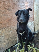 JOEL, Hund, Mischlingshund in Rumänien