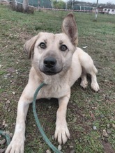 ROSI, Hund, Mischlingshund in Rumänien