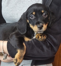 BOSCO, Hund, Dackel Mix in Hanau