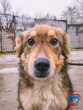 SAM, Hund, Mischlingshund in Rumänien