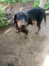 ARIS2, Hund, Mischlingshund in Griechenland