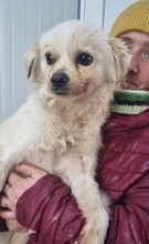 ALMA, Hund, Mischlingshund in Rumänien