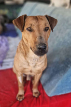 CHIPNR256417, Hund, Mischlingshund in Kroatien