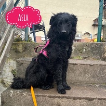 ASIA, Hund, Border Collie - Mudi in Weinheim