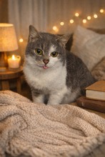 FUSSEL, Katze, EKH Mix in Langenhagen