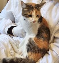 HEIDI, Katze, Europäisch Kurzhaar-Mix in Nürnberg