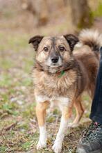 HUGO, Hund, Mischlingshund in Ukraine