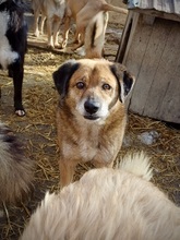 STEFFEN, Hund, Mischlingshund in Rumänien