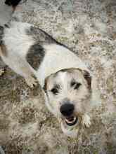 SALIA, Hund, Mischlingshund in Rumänien