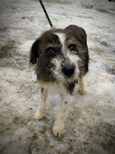 TAMO, Hund, Mischlingshund in Rumänien