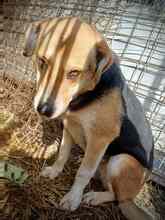 INJA, Hund, Mischlingshund in Rumänien