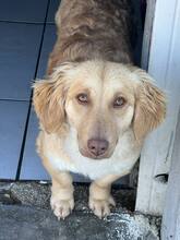 WILMA, Hund, Kokoni-Mix in Griechenland