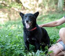 YANG, Hund, Schäferhund-Mischling in Ukraine
