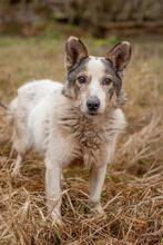 YAKOV, Hund, Mischlingshund in Ukraine