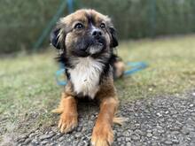 KYLIE, Hund, Mischlingshund in München