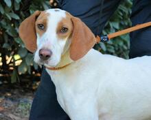 SAMARIE, Hund, Mischlingshund in Italien