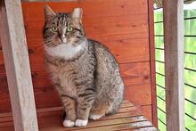 VANIGLIA, Katze, Europäisch Kurzhaar in Wedemark