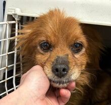 OSKAR, Hund, Mischlingshund in Rumänien