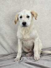 DAGOBERT, Hund, Mischlingshund in Bulgarien