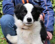 CRIX, Hund, Mischlingshund in Italien