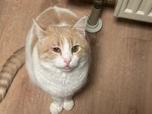 STEFANELLA, Katze, Europäisch Kurzhaar in Münzenberg