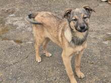 BELLA, Hund, Mischlingshund in Bulgarien