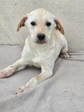 DAISY, Hund, Mischlingshund in Bulgarien